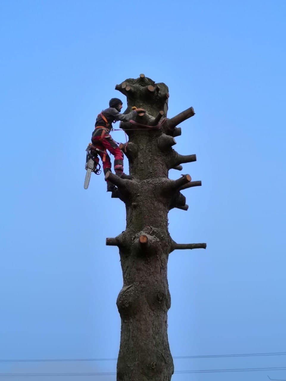 Sebastian Rödl - Inhaber von Rödl Baumpflege