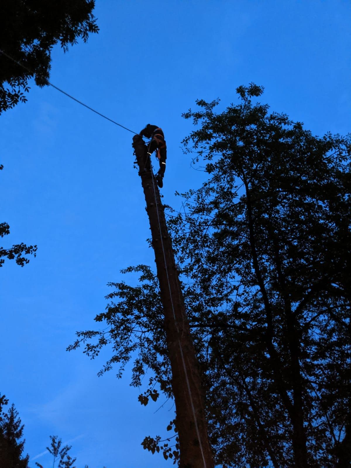 Baumschnitt & Kronenpflege